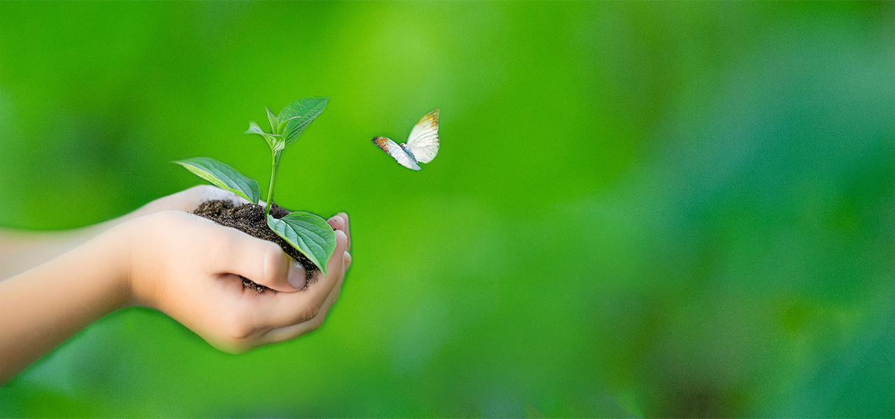 DONATE & HELPFOR THE SAVE TREE