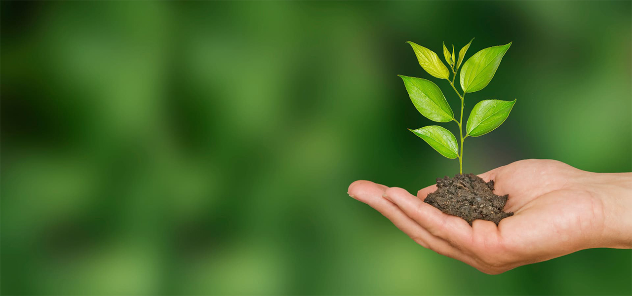 DONATE & HELPFOR THE TREE PLANTATION