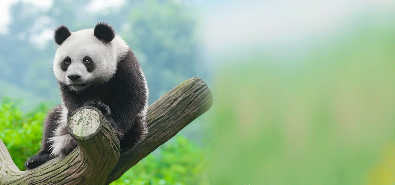 DONATE & HELPTO SAVE THE ANIMALS